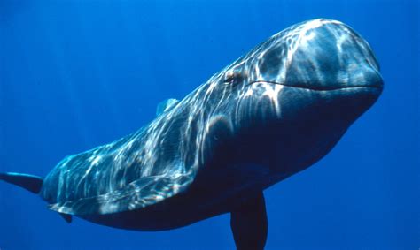 Rechazan la propuesta de crear un santuario para ballenas ...