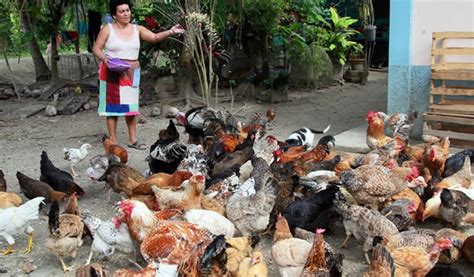 Reciben 500 familias de Contepec paquetes de gallinas ...