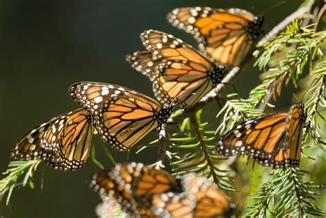 Recibirán los Santuarios de la Mariposa Monarca sólo el 50 ...