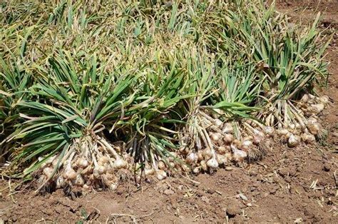 Recolección y estado fitosanitario del cultivo de ajo en ...