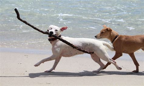 Recopilación de perros graciosos ¡en la playa! | Supergracioso
