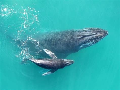 Recordings Reveal That Baby Humpback Whales  Whisper  To ...