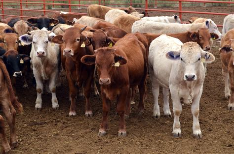 Recuperación de la ganadería tardará 5 años | Periodico La ...