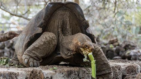 Recuperan en Galápagos una tortuga extinta hace 150 años