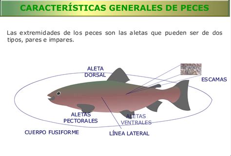 Recursos para conocer a los peces | Eniac