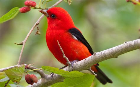 Red Black Little Bird está encaramado en Plums Tree Branch Birds HD ...