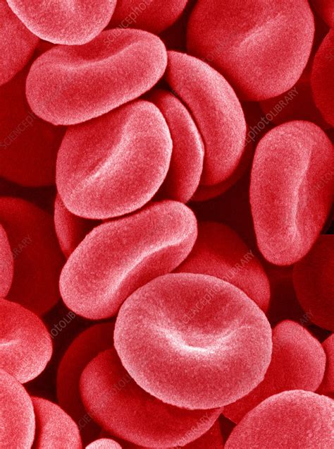 Red blood cells, SEM   Stock Image   P242/0395   Science ...