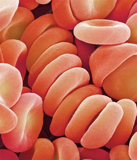 Red blood cells   Stock Image   P242/0331   Science Photo ...