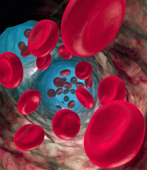 Red blood cells   Stock Image   P242/0333   Science Photo ...