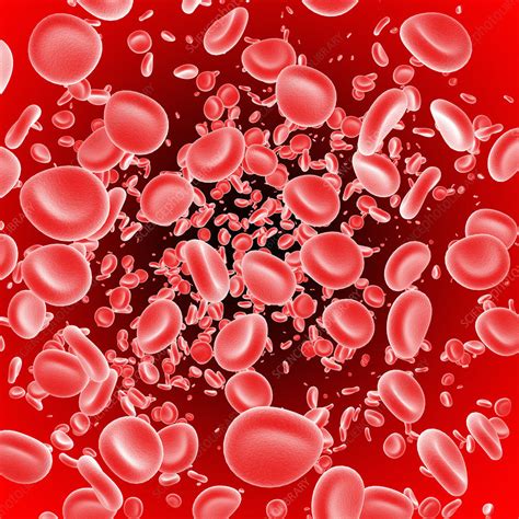 Red blood cells   Stock Image   P242/0449   Science Photo ...