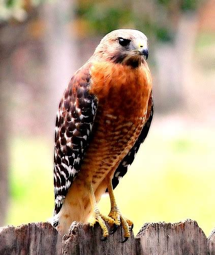 Red Breasted Hawk ??? | Thomas Magnus | Flickr