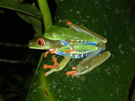 Red eyed Tree Frog  Agalychnis callidryas  >> Amphibian Care