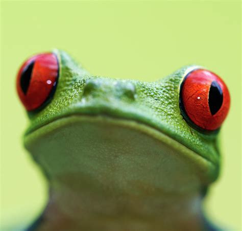 Red eyed Tree Frog Agalychnis Callidryas Photograph by ...