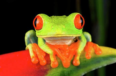 Red eyed Treefrog  agalychnis Callidryas Photograph by ...