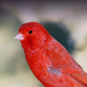 Red Factor Canary Personality, Food & Care – Pet Birds by ...