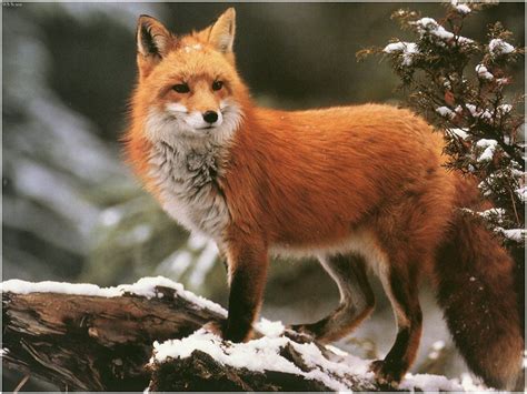 red fox   Google Images | Animals beautiful, Animals, Cute ...