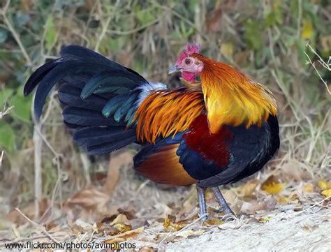 Red Jungle Fowl  Gallus gallus    Google Search | Roosters ...