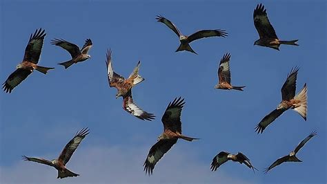 Red Kites : Birds Flying in Slow Motion   Red Kite Bird ...