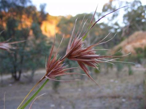 Red oat grass  Themeda triandra  | Feedipedia