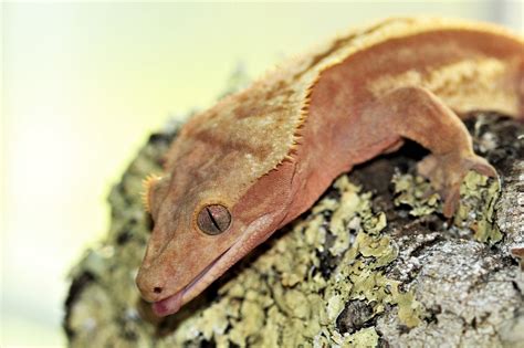 Red Pinstripe Crested Gecko | Crested gecko, Gecko, Lizard dragon