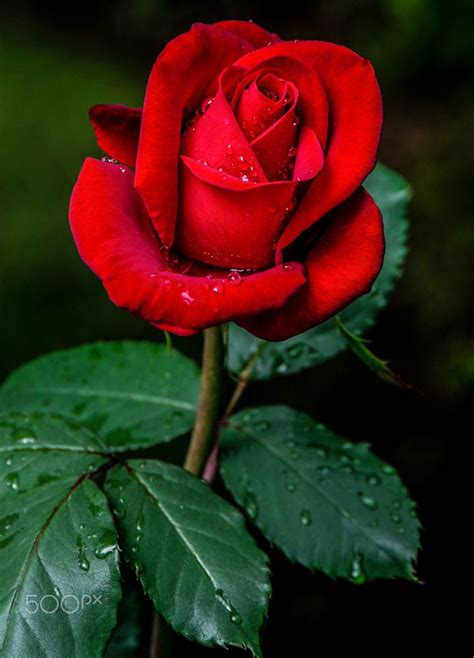 Red Rose | Beautiful rose flowers, Red rose flower, Beautiful roses
