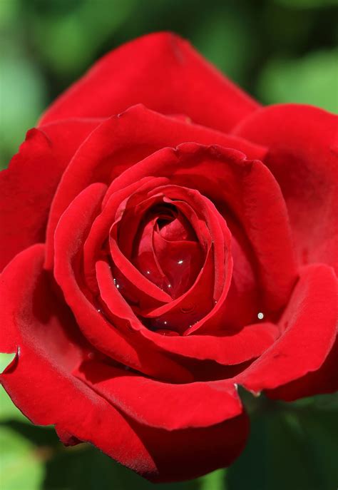 red rose | Red roses, Beautiful roses, Beautiful red roses