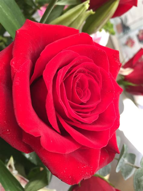 Red roses unfiltered | Rose, Beautiful flowers, Rose buds