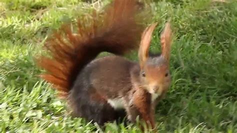 Red Squirrel   Ardilla roja   YouTube