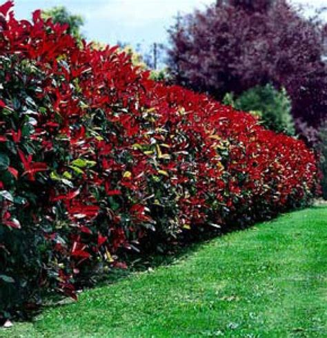 Red Tip Photinia hedge | Garden hedges, Fence plants, Front yard ...