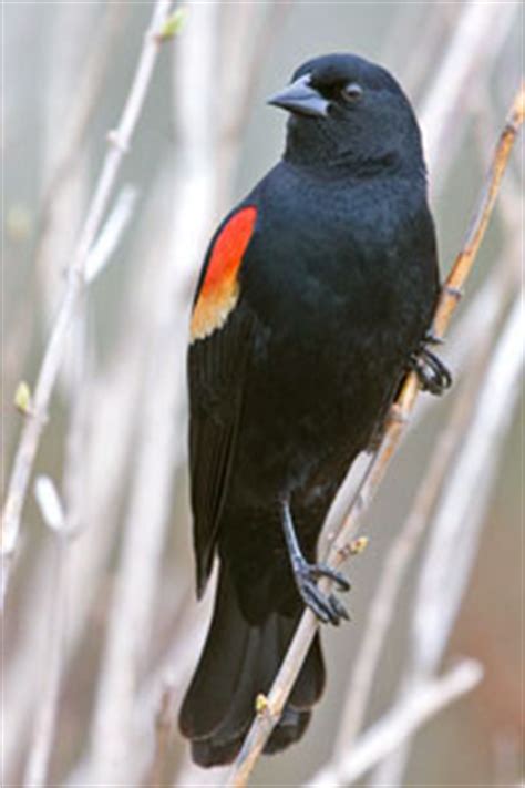 Red winged Blackbird Facts   NatureMapping