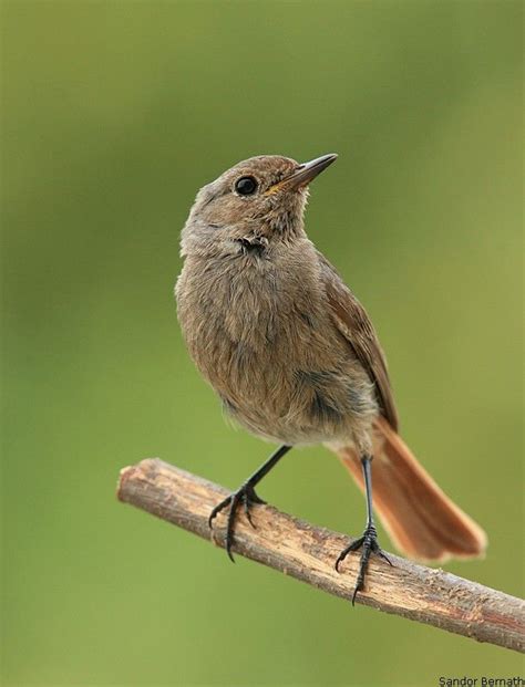 Redstart | Animals, Passerine, Birds