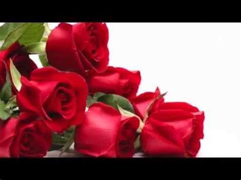 Reflexión: Rosas para mi amor   YouTube