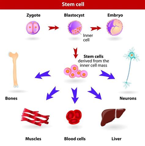 Regenerative Medicine and Stem Cells 101