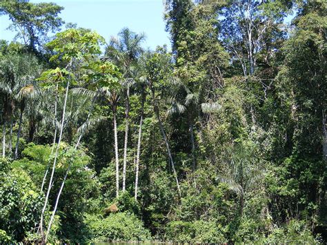 Región Amazónica  Colombia    Wikipedia, la enciclopedia libre