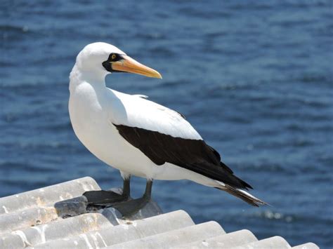 Regresan dos especies de aves a islas guaneras del Perú – AGRO RURAL