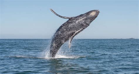 Regresan las ballenas   National Geographic en Español