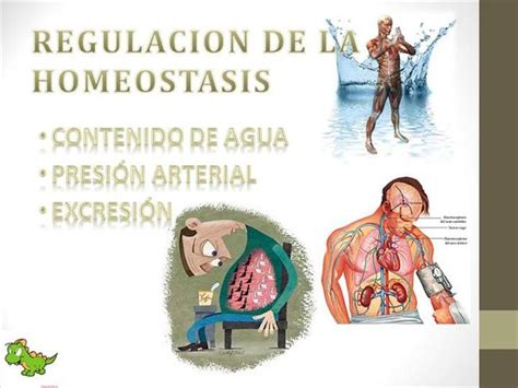 REGULACION de la HOMEOSTASIS Y ESTUDIO de CASO |authorSTREAM