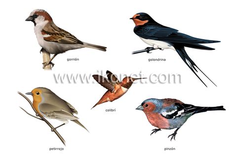 reino animal > aves > ejemplos de pájaros imagen ...