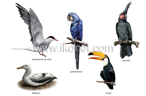 reino animal > aves > ejemplos de pájaros imagen ...
