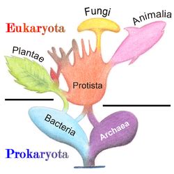 Reino  biología    Wikipedia, la enciclopedia libre