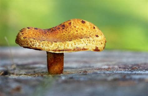 Reino Fungi | Qué es, definición, características ...
