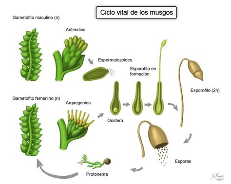 Reino Vegetal   UNIDAD2CIENCIA