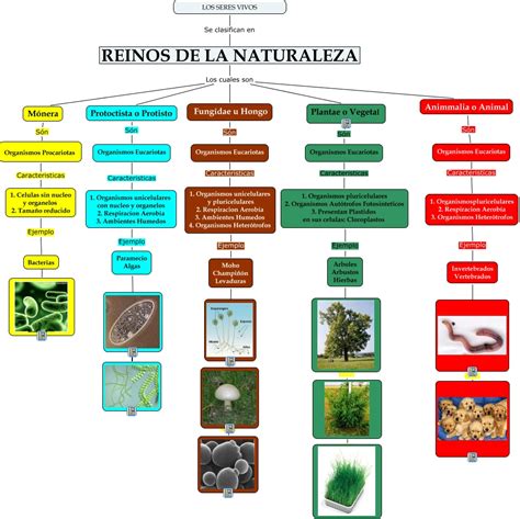 REINOS DE LA NATURALEZA : CLASIFICACION