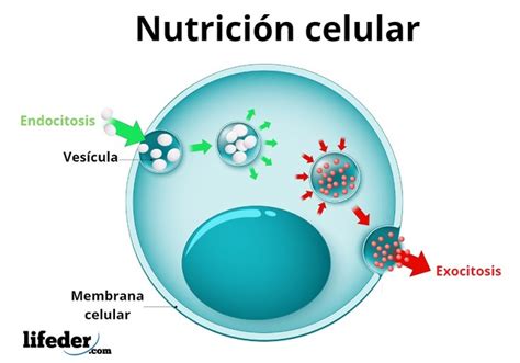 Relación entre materia y energía que se observa en la nutrición celular