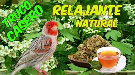 RELAJANTE NATURAL PARA AVES YouTube