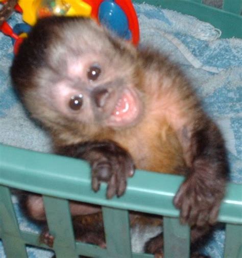 Related image | Cute baby monkey, Baby monkey pet, Pet monkey