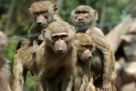 Relocalización y control de la población de babuinos ...