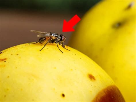 remedio para eliminar moscas de la fruta