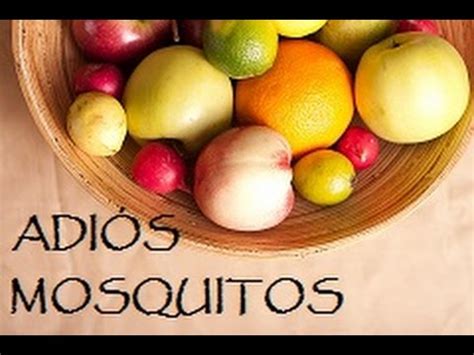 Remedio rápido y fácil para acabar con los mosquitos de la fruta   YouTube