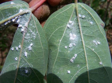 Remedios caseros contra la mosca blanca | Jardineria On